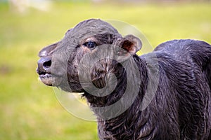 Domestic water buffalo in the Reserve in a national park