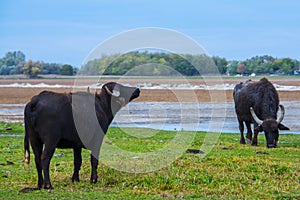 Domestic water buffalo in the Reserve in a national park