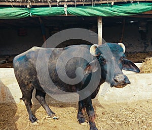Domestic water buffalo Sindhi Kundhi-buffalo Indus river black buffles deau bufalo deagua, bufalo marinho photo