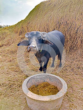 Buffalo domestic waterbuffalo black buffles deau bufalo deagua, bufalo marinho photo photo