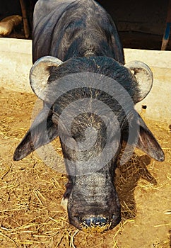 Water buffalo  domestic Sindhi Kundhi-buffalo Indus river black buffles deau bufalo deagua, bufalo marinho photo photo