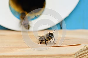 Domestic western honey bee (Apis mellifera) in the opening of the beehive. Eusocial flying insects