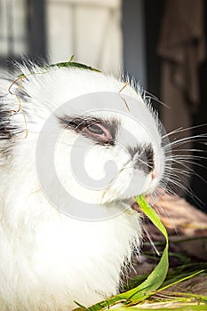 Domestic white baby Jersey Wooly rabbit eating and sleepin