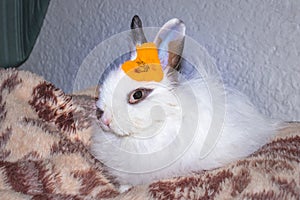 Domestic white baby Jersey Wooly rabbit sleeping