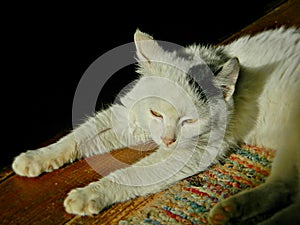 Domestic white cat dozing on the floor of the house