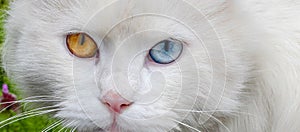 Domestic white cat with multicolored eyes close-up
