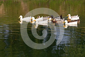 Domestic white ducks float in a pond in a summer sunny day.