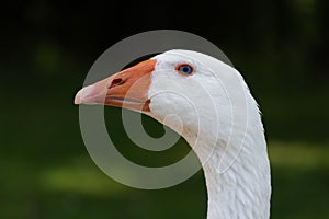 Domestic White Goose Head Close Up