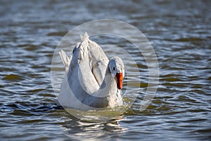 Domestic white goose on the water