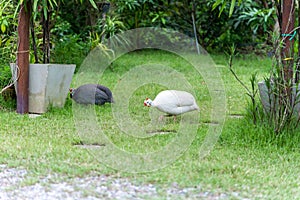 Domestic white and gray guinea fowl is walking on green grass.
