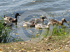 Domestic white and grey geese  on a river Goose waving its wings