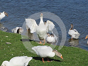 Domestic white and grey geese  on a river Goose waving its wings