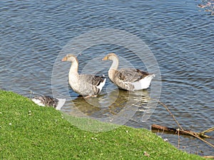 Domestic white and grey geese  on a river Goose waving its wings
