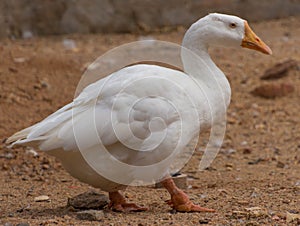domestic white Indian goose