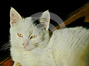 Domestic white kitten sunbather