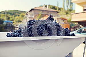 Domestic wine-making process. Crusher full of red grapes.
