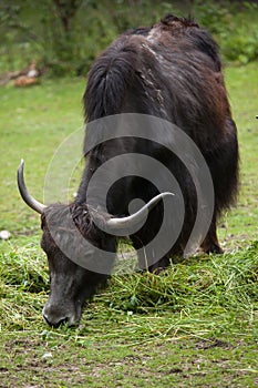 Domestic yak Bos grunniens.