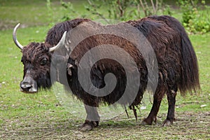 Domestic yak Bos grunniens.