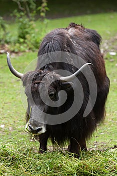 Domestic yak Bos grunniens.