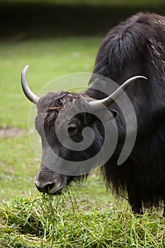 Domestic yak Bos grunniens.