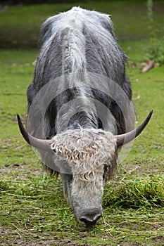 Domestic yak Bos grunniens.