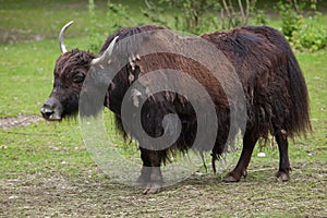 Domestic yak Bos grunniens.