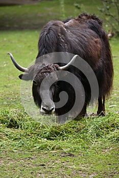 Domestic yak Bos grunniens.