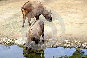 The domestic yak Bos grunniens, aka the Tartary ox, grunting ox or hairy cattle