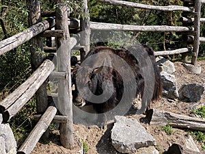 Domestic yak Bos grunniens or Bos mutus f. grunniens, Domesticated yak, Yack, Hausyak or Jak - The Zoo ZÃÂ¼rich, Switzerland photo