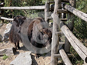 Domestic yak Bos grunniens or Bos mutus f. grunniens, Domesticated yak, Yack, Hausyak or Jak - The Zoo ZÃÂ¼rich, Switzerland photo