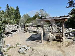 Domestic yak Bos grunniens or Bos mutus f. grunniens, Domesticated yak, Yack, Hausyak or Jak - The Zoo ZÃÂ¼rich, Switzerland photo