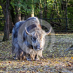 The domestic Yak, Bos mutus grunniens in a park