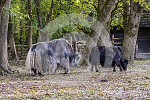 The domestic Yak, Bos mutus grunniens in a park