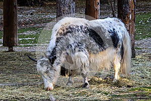 The domestic Yak, Bos mutus grunniens in a park