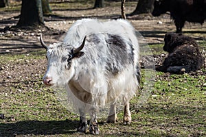 The domestic Yak, Bos mutus grunniens in the zoo