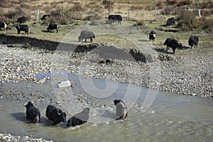 Domestic Yaks Bos grunniens in the grassland of Tagong, bathing in water,