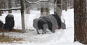 Domestic yaks eat food in the forest on a winter cloudy day during snowfall