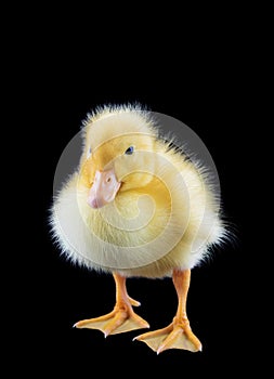 Domestic yellow baby duck