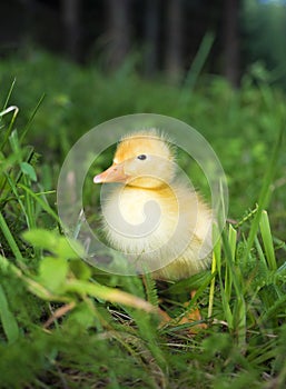 Domestic yellow baby duck