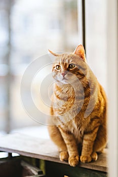 Domestic yellow tabby cat is perched on a window ledge