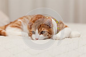 Domestic yoing cat in bandage with broken paw photo