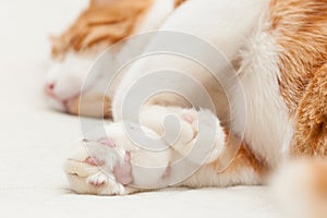 Domestic yoing cat in bandage with broken paw photo