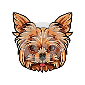 Domestic Yorkshire terrier Dog portrait. Cute head of Yorkshire Terrier on white background. Dog head, face, muzzle. Vector.