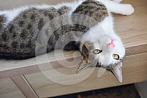 Domestic young cat lying on the shelf