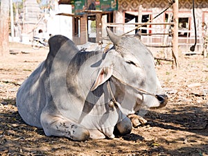 Domestic zebu