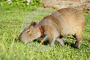 A domesticate capybara eating grass in a argentinian farm