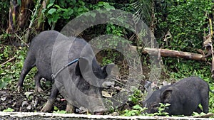 Domesticated black pig tied on a tree