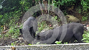 Domesticated black pig tied on a tree