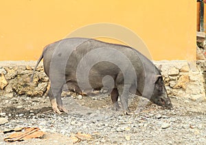 Domesticated boar photo