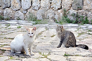 Domesticated cats in a countryside alley.
